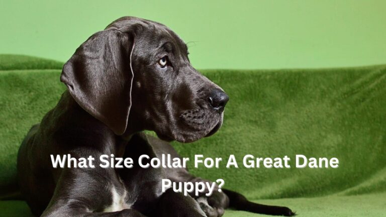 What size collar for a great dane puppy?