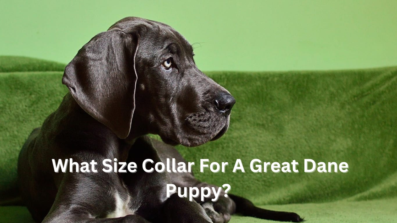 What Size Collar For A Great Dane Puppy?