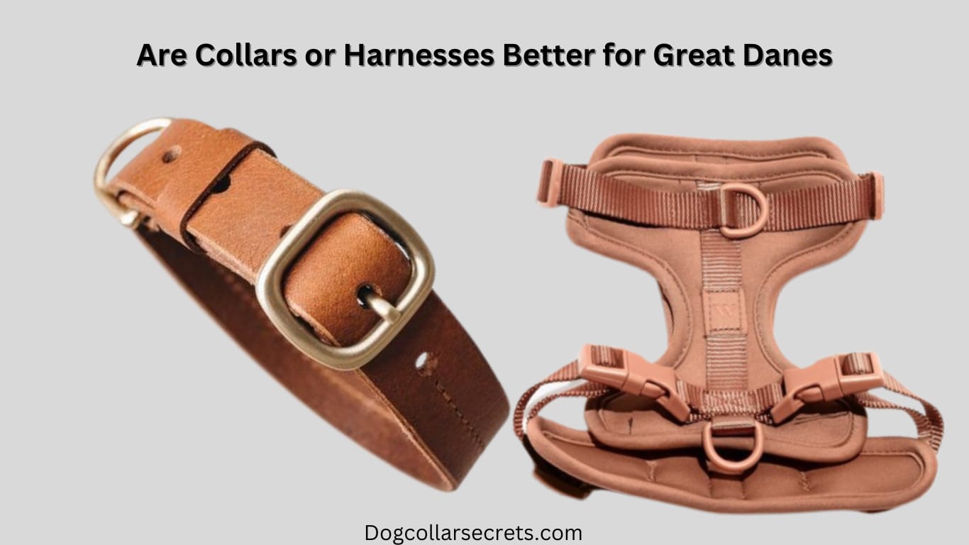 Are collars or harnesses better for Great Danes?