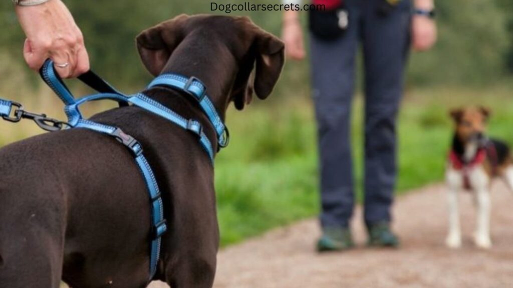 Are collars or harnesses better for Great Danes?