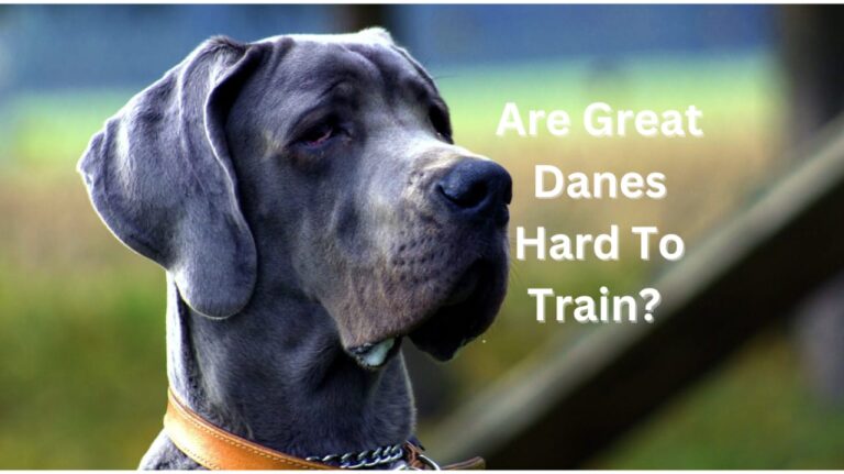 Are Great Danes hard to train?