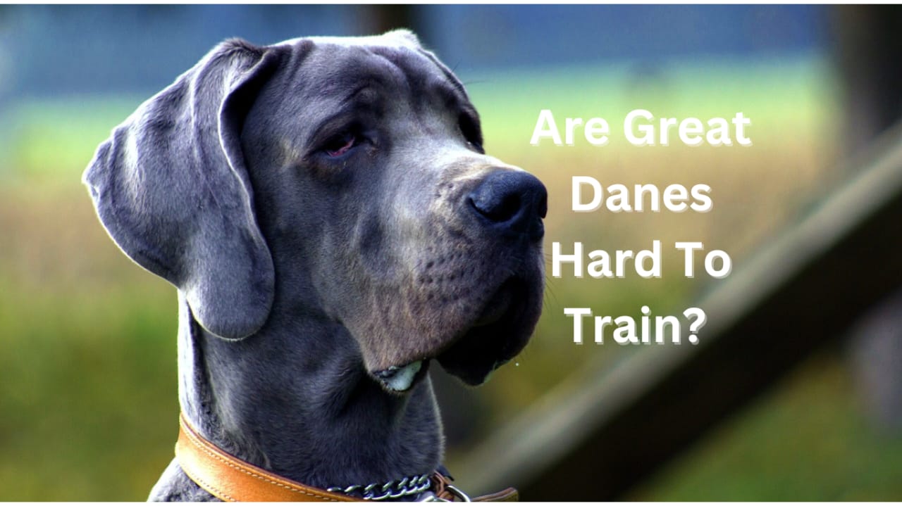 Are Great Danes hard to train?