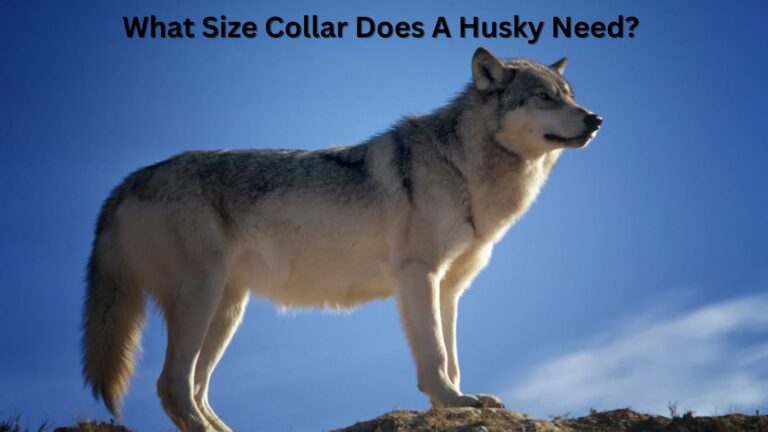 What size collar does a husky need?