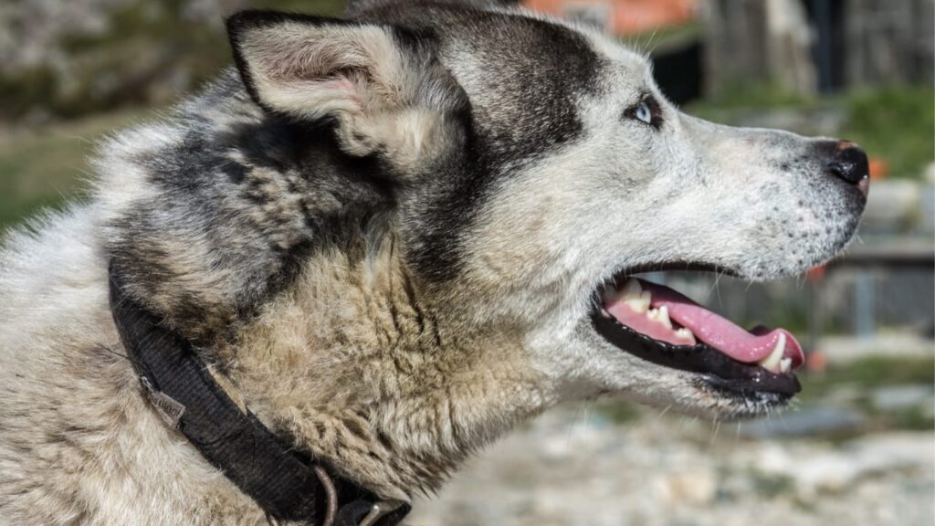 what size collar does a husky need?