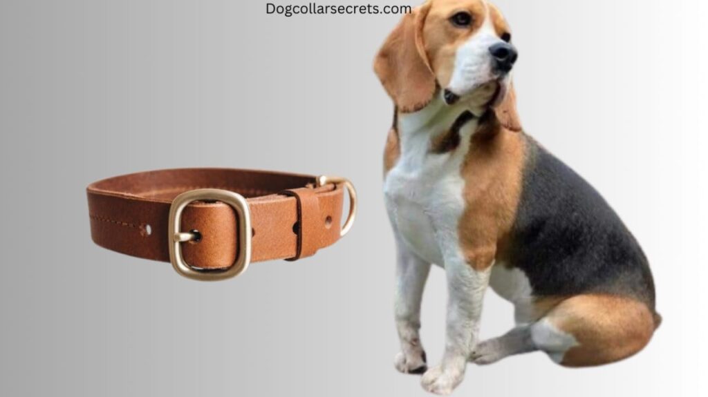 how many inches is a large dog collar?