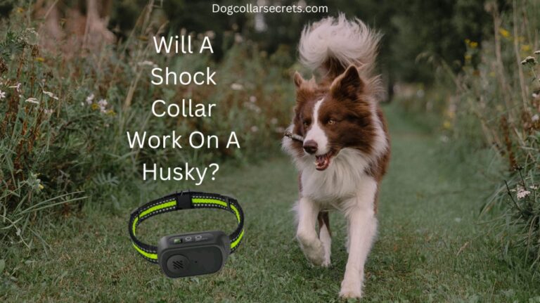 will a shock collar work on a husky?