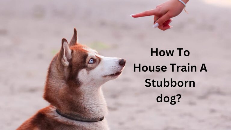 How to House Train a Stubborn Dog? 