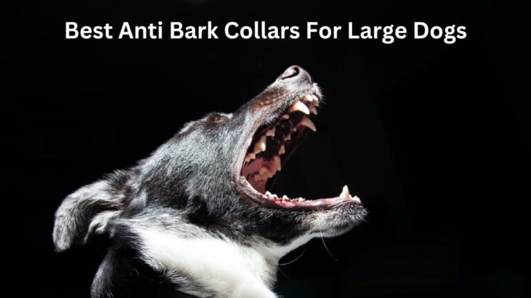 Best anti-bark collars for large dogs