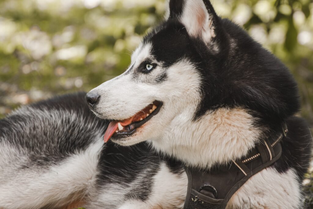 Should a husky wear a collar or harness?