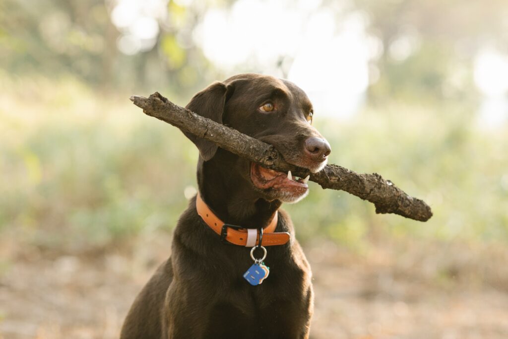 What size is a medium collar in inches?