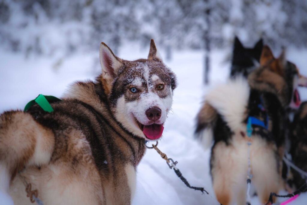 Should a husky wear a collar or harness?