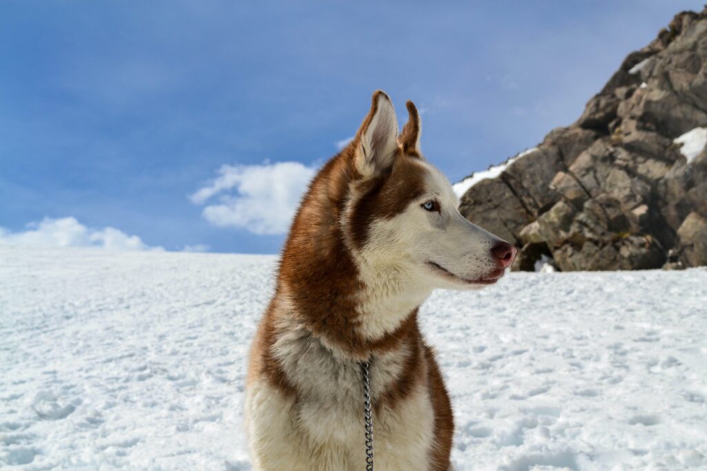 How to use a shock collar on a husky?