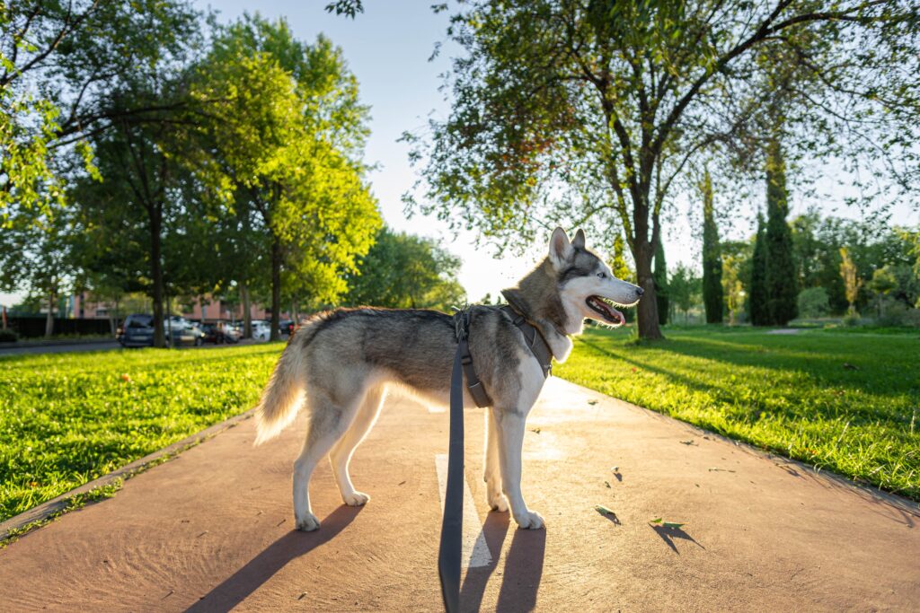 Should a husky wear a collar or harness?