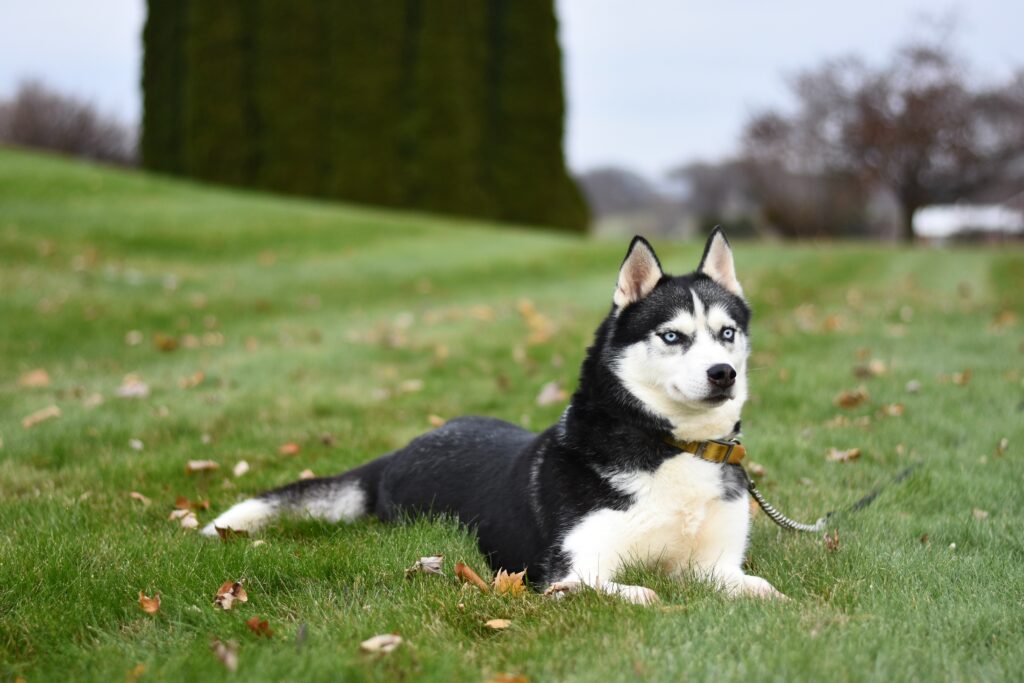 How to use a shock collar on a husky?