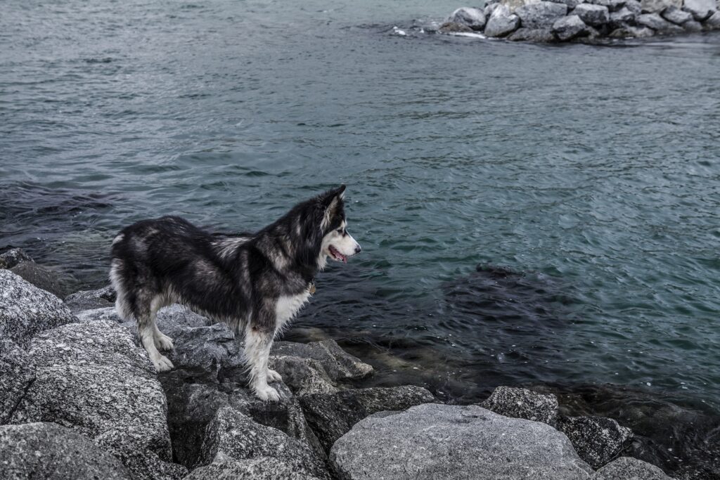 How to use a shock collar on a husky?