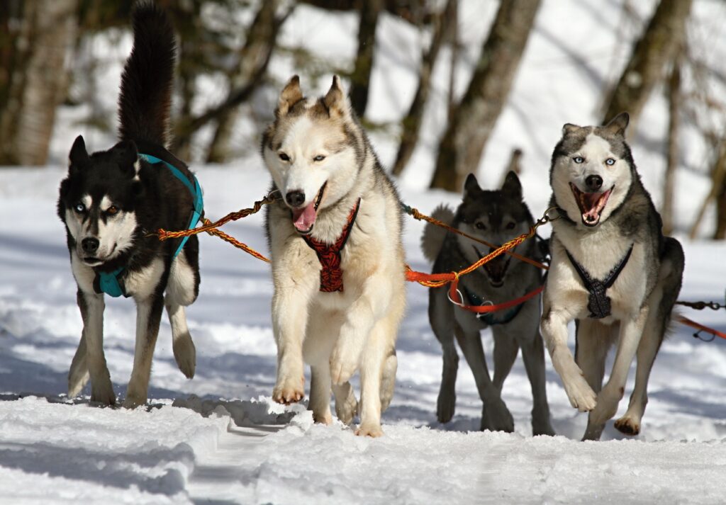 How to use a shock collar on a husky?