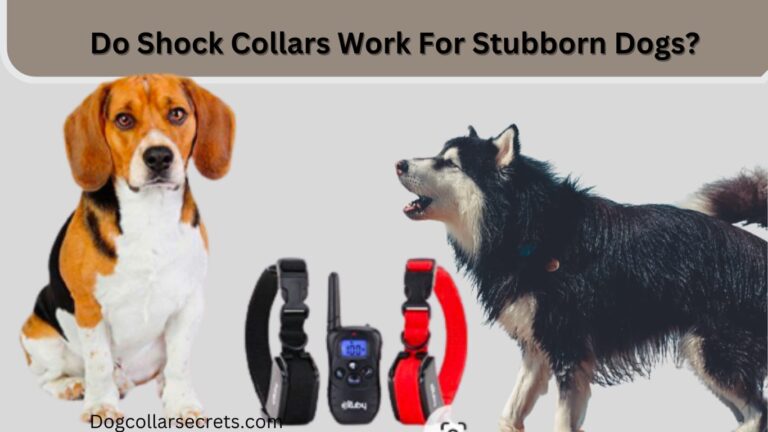 Do Shock Collars Work for Stubborn Dogs?