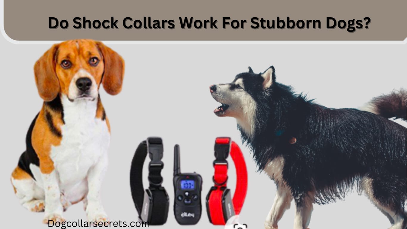 do shock collars work for stubborn dogs?