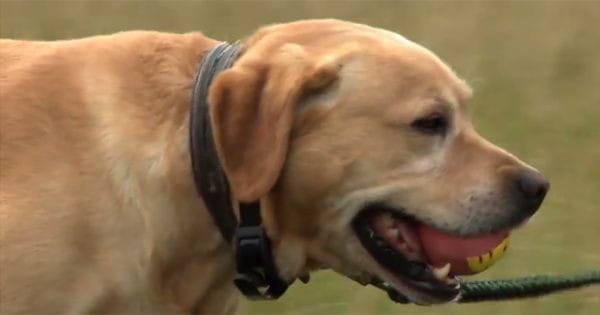 how to train a hunting dog with a shock collar