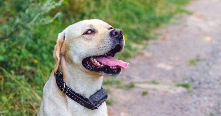 how to train a hunting dog with a shock collar