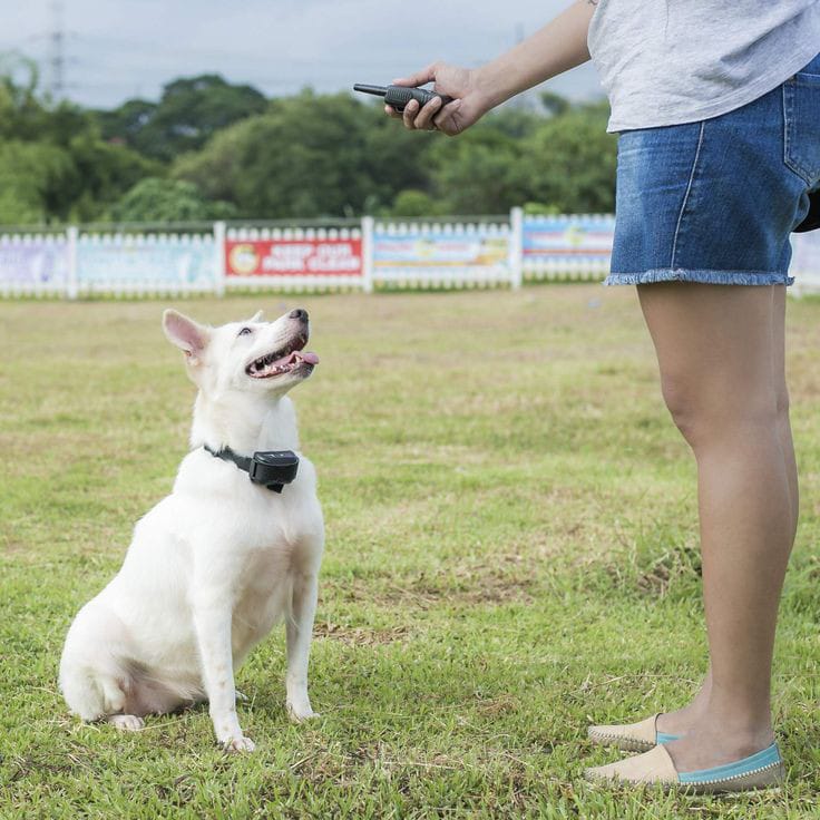 do shock collars work for stubborn dogs?