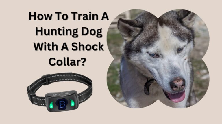 How to train a hunting dog with a shock collar?