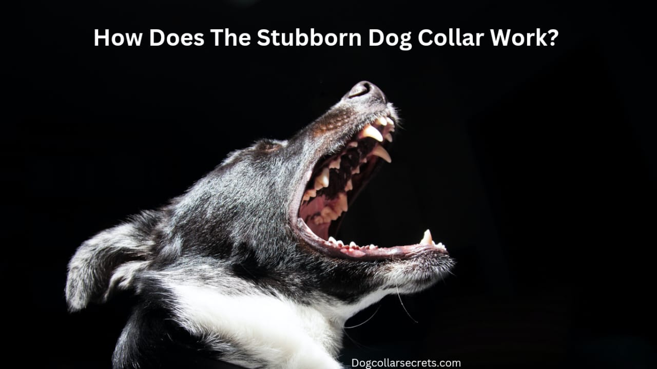 How does the stubborn dog collar work?