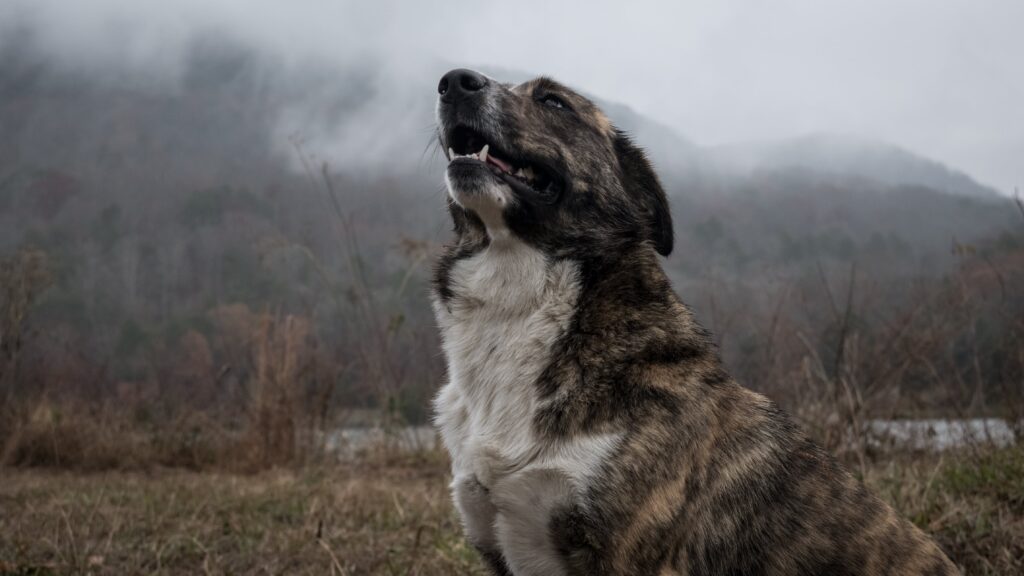 How long can you leave a bark collar on a dog?