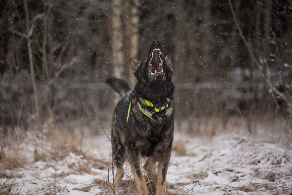 How long can you leave a bark collar on a dog?